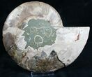 Split Ammonite Half - Deep Crystal Pockets #7570-3